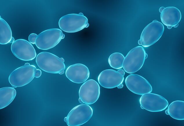NextFerm announces production deal for yeast-derived vegan protein