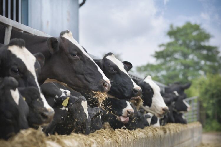 Danone targets feed-related emissions reductions through new MoU