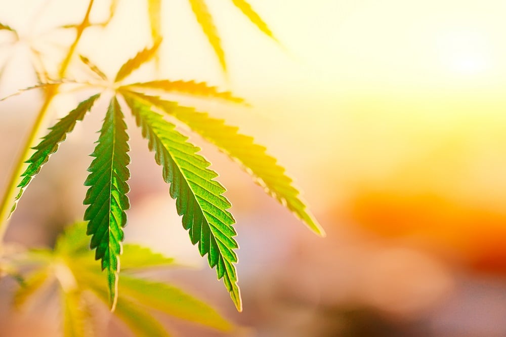 Canadian-firm-bets-on-Colombia-for-low-cost-hemp-cultivation.jpg
