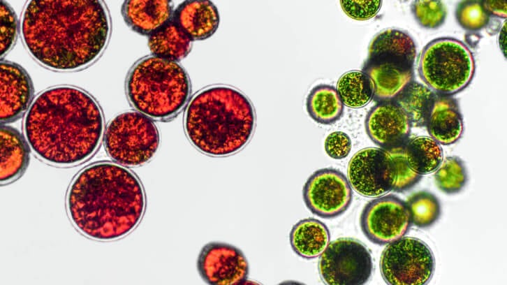 Astaxanthin reduces obesity-related complications from Duchenne muscular dystrophy: Study