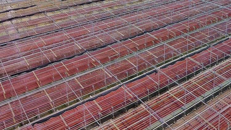 Astaxanthin from Indonesia: Country’s first microalgae firm competes with global rivals for local market share