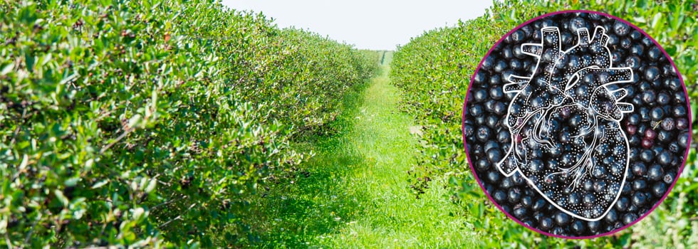 Why-Aronia-Berry-is-a-Must-for-Cardiovascular-Health.jpg