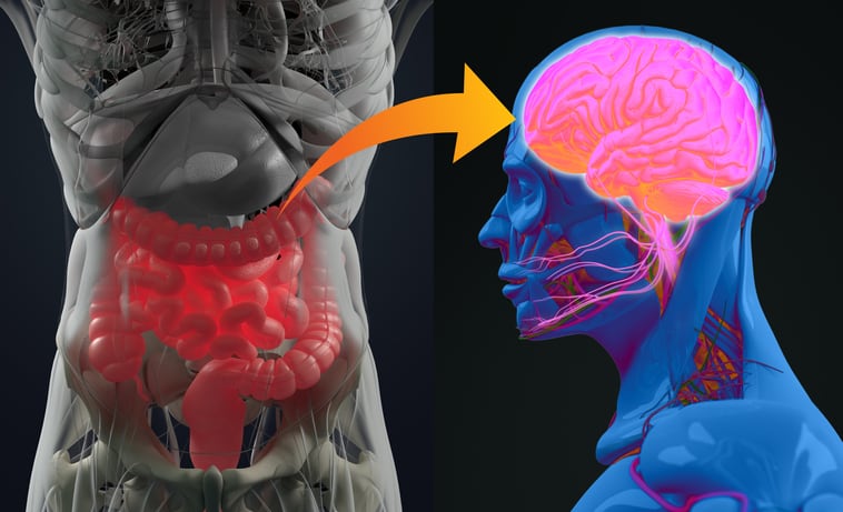 Review finds support for cognitive health benefits of prebiotics