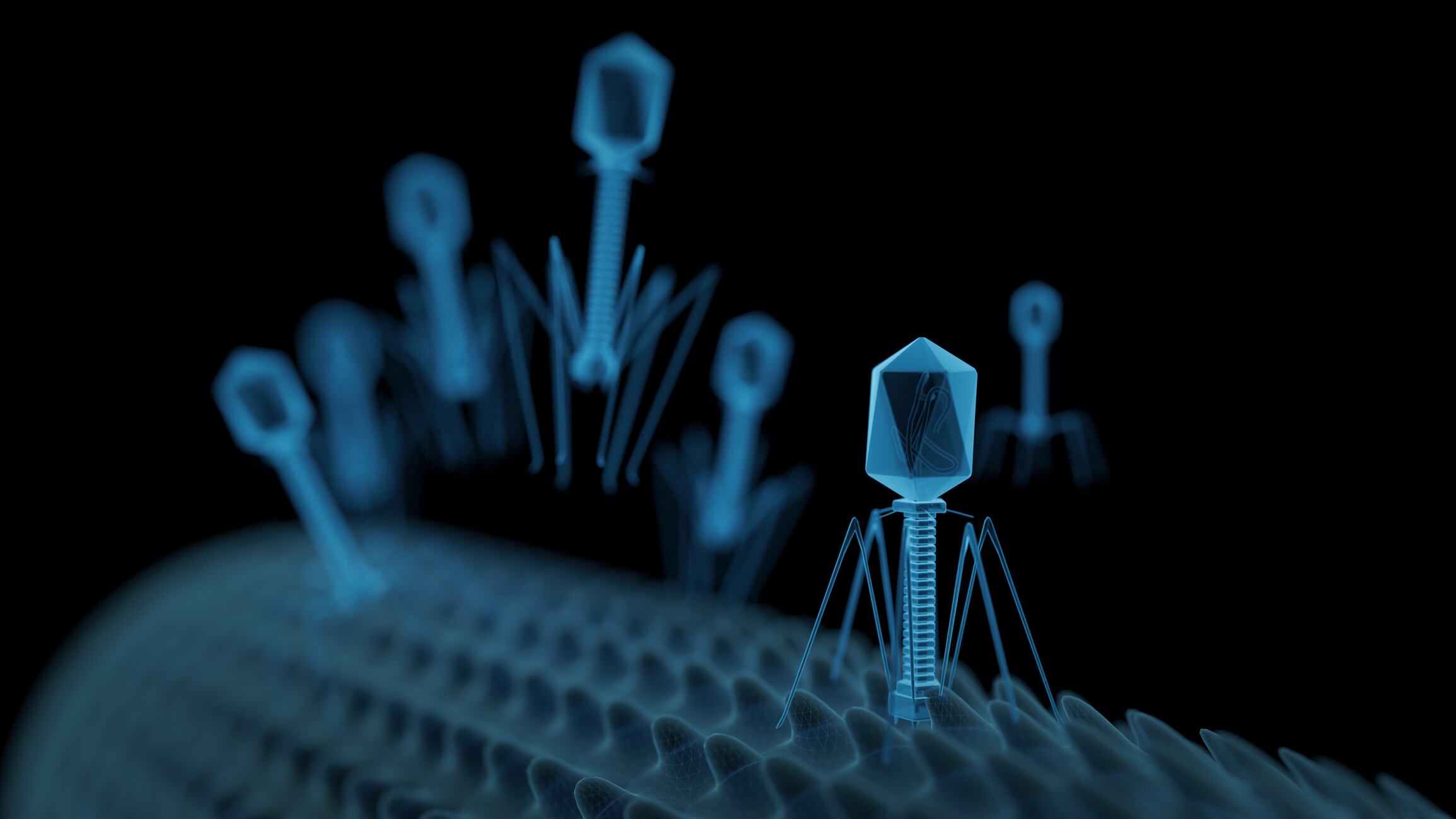 Gut bacteriophages linked to improved cognitive ability in humans (and mice & flies)