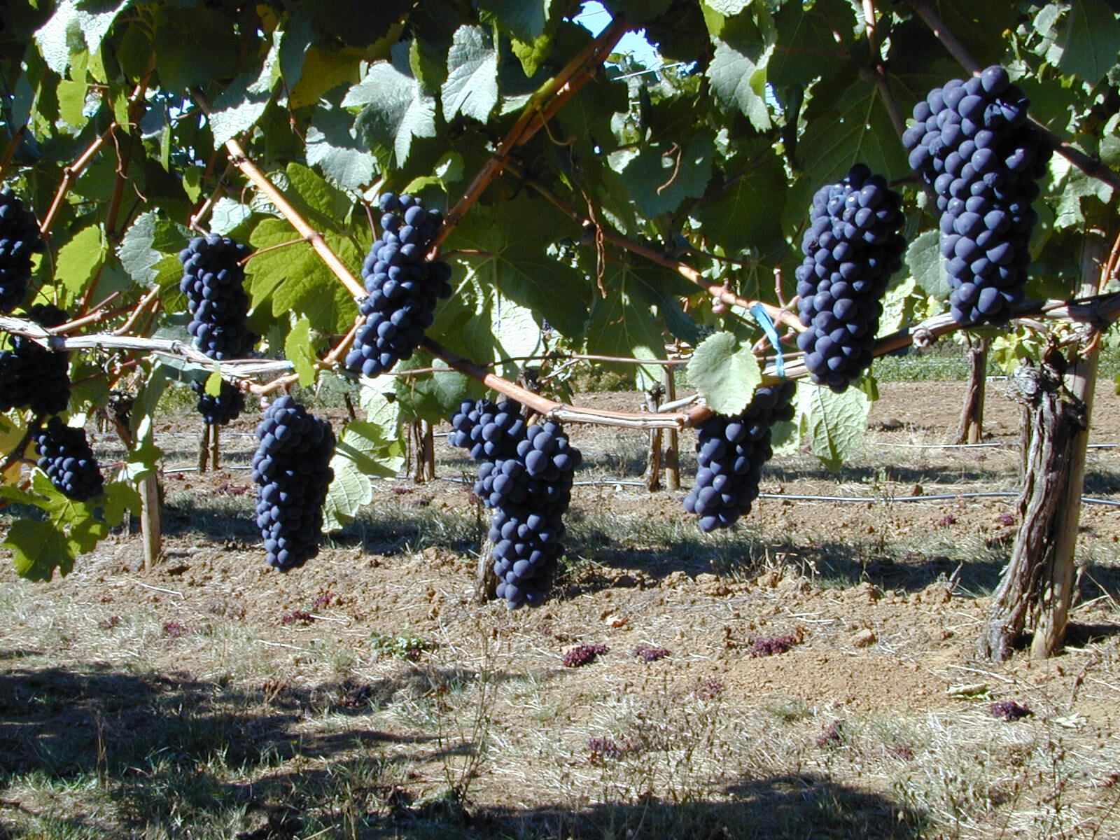 Study suggests polyphenols can be used as markers of gut health, confirming trend in category, expert says