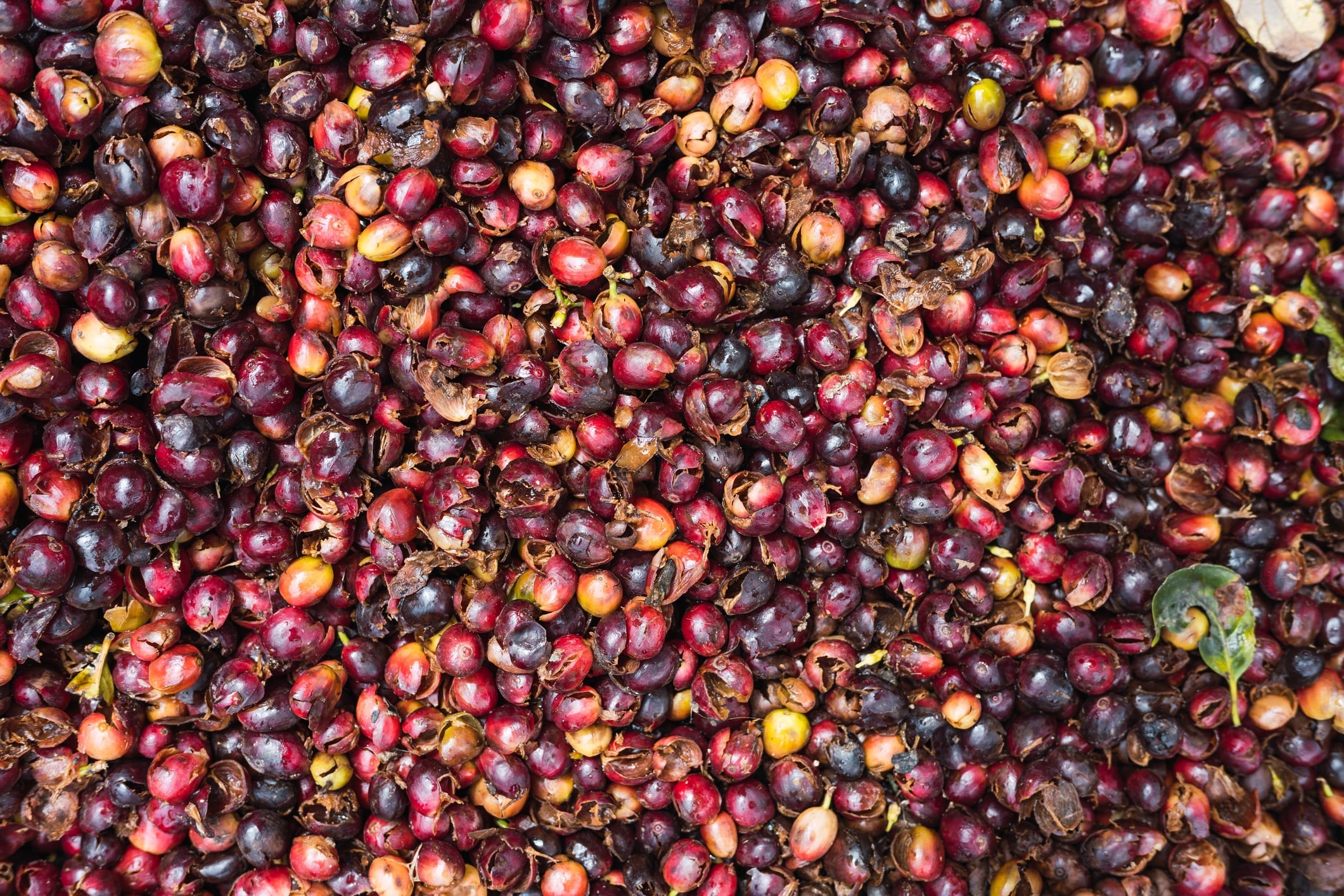 Study-shows-safety-and-health-benefits-of-coffee-cherry-pulp-juice.jpg