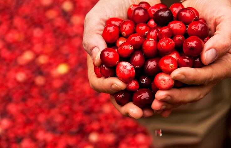 Research highlights ability of polyphenols to improve oral health