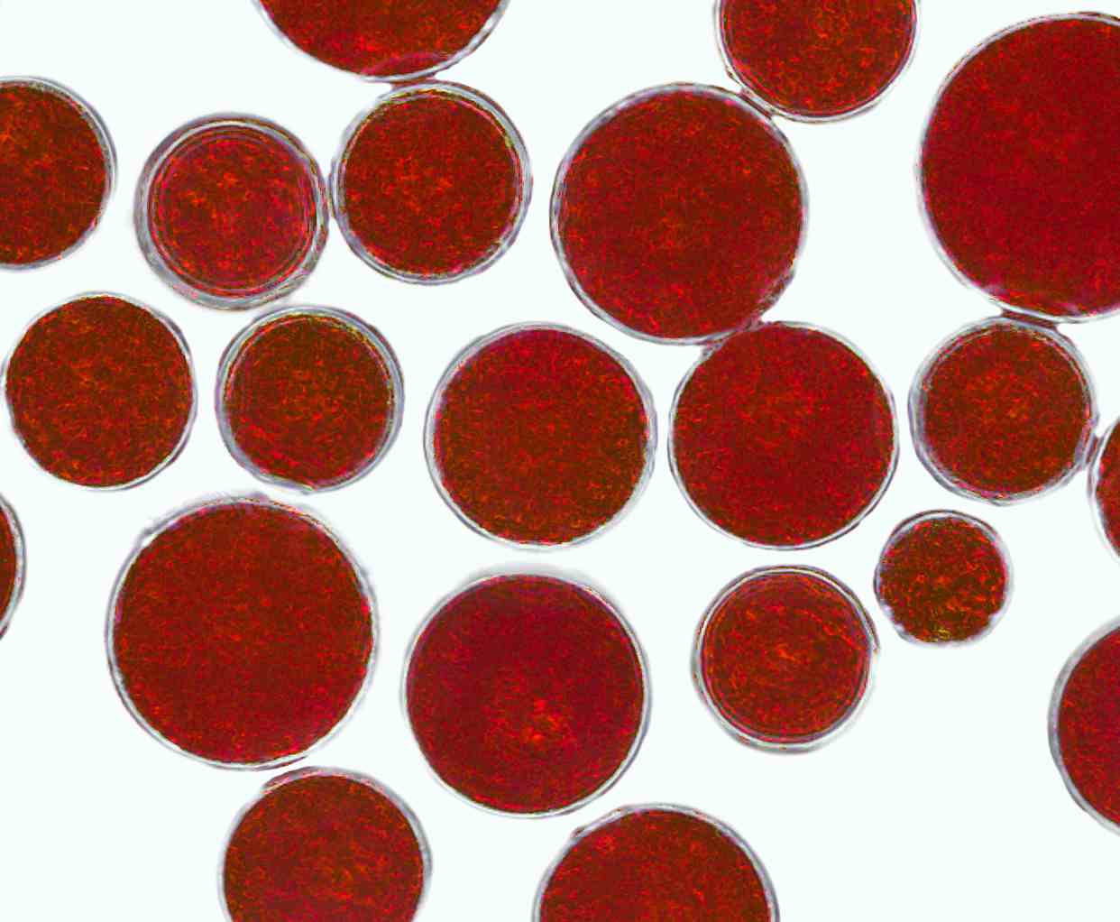 astareal-red-phase.jpg