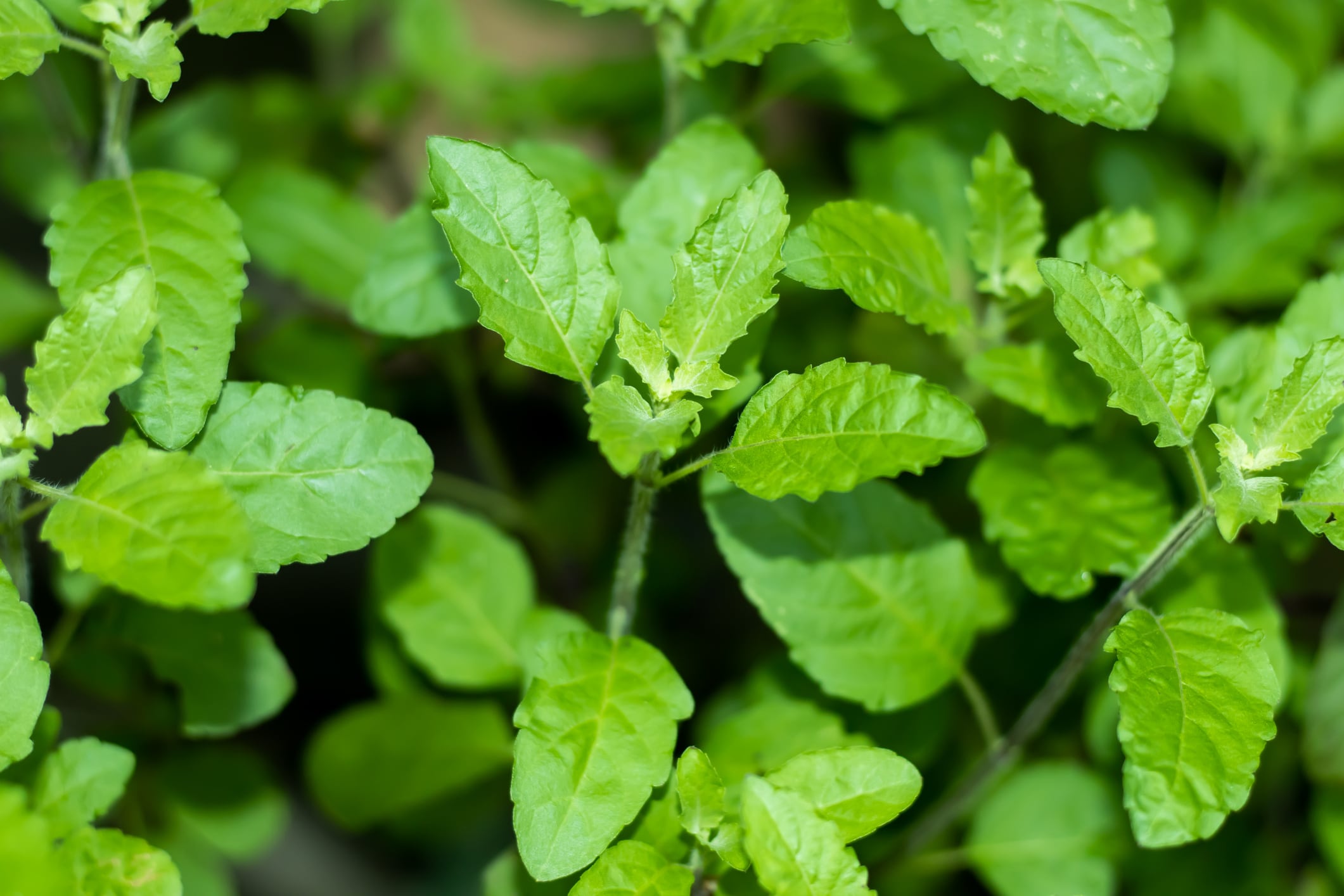 Low-dose-Holy-Basil-may-reduce-stress-improve-sleep-Study.jpg