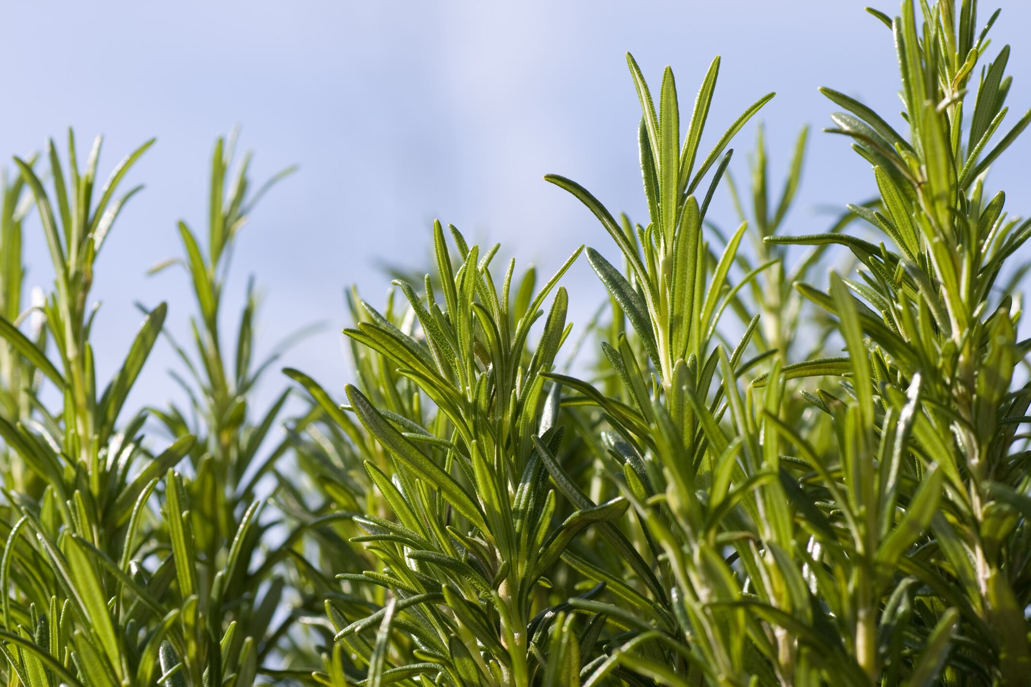 L’Oréal’s rosemary-based blend improves post-menopausal skin appearance