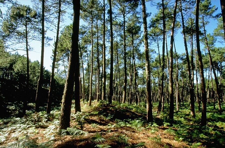 Pycnogenol_trees-small.jpg
