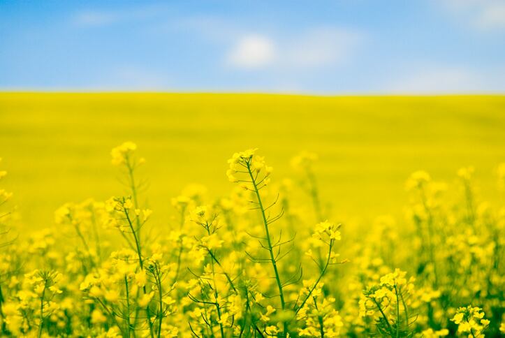 GMO plant-based omega-3 approved as NDI