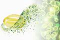 POLARIS' INNOVATION: PLANT-BASED EPA AND DHA AVAILABLE TO THE MARKET, OPENS NEW HORIZONS