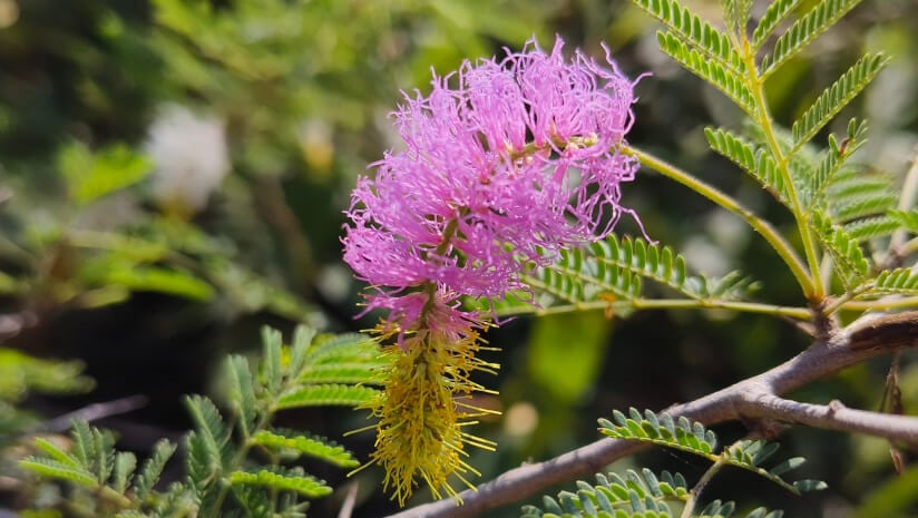 Study advances West African spice’s weight management benefits