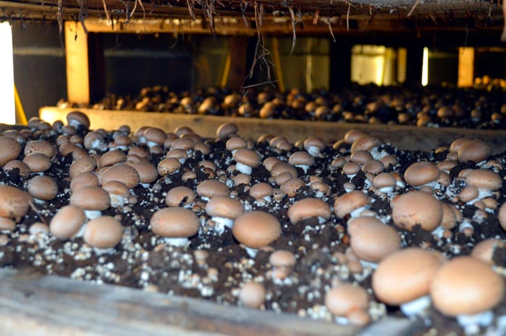 The mushroom boom: Fungi offers versatility and health benefits