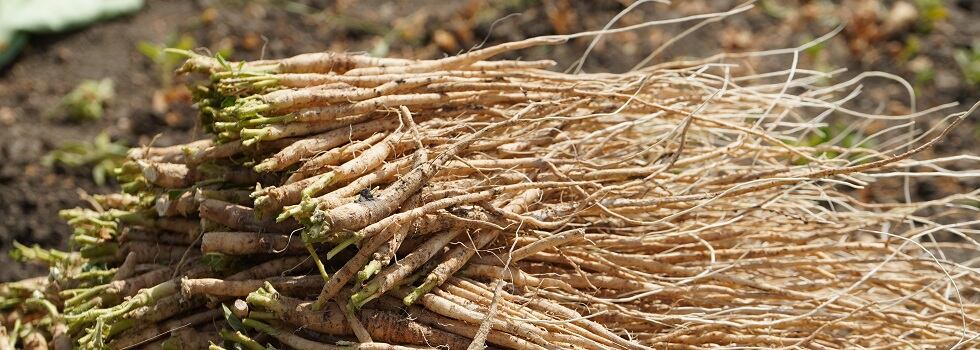 Sustainability-is-in-Our-Roots.jpg