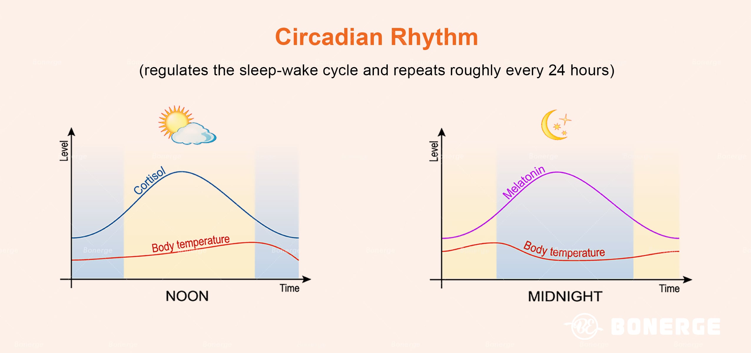 Circadian rhythm, sleep - wake cycle, cortisol, melatonin