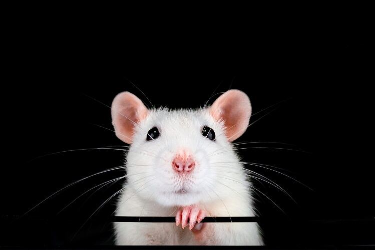 Plant used in traditional Chinese medicine linked to bone health benefits, in mice at least 