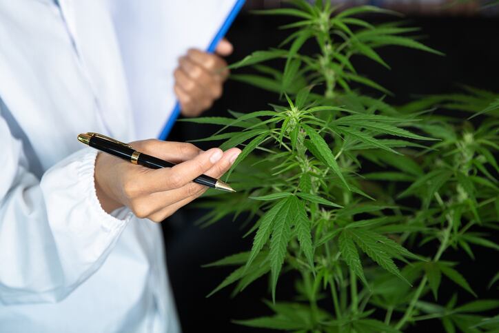 Researchers highlight need for more responsible CBD labeling 