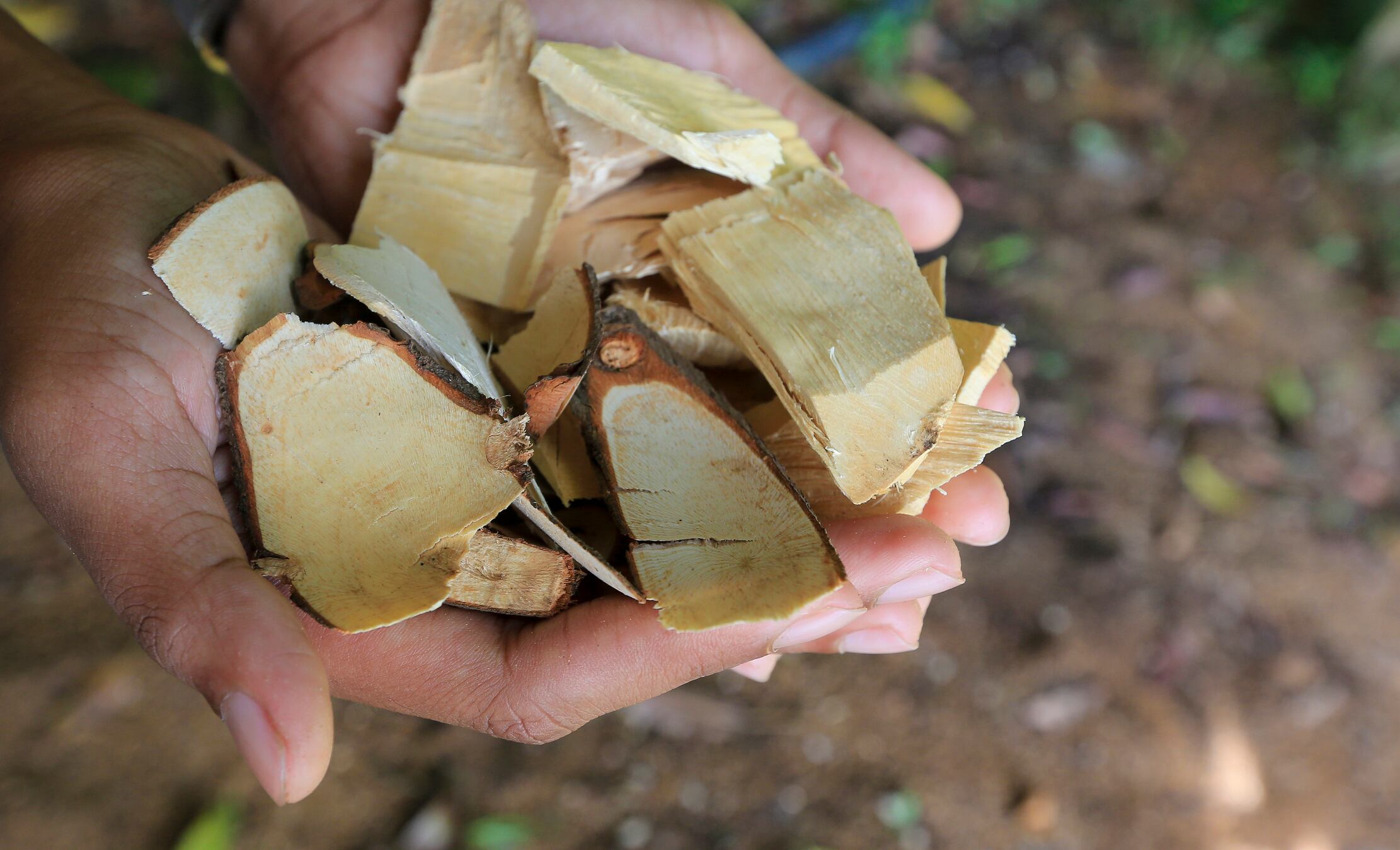 Tongkat Ali may help regulate hormones in young men: Study