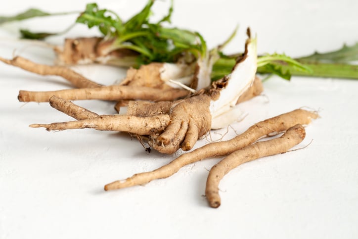 Sensus expands chicory root production 