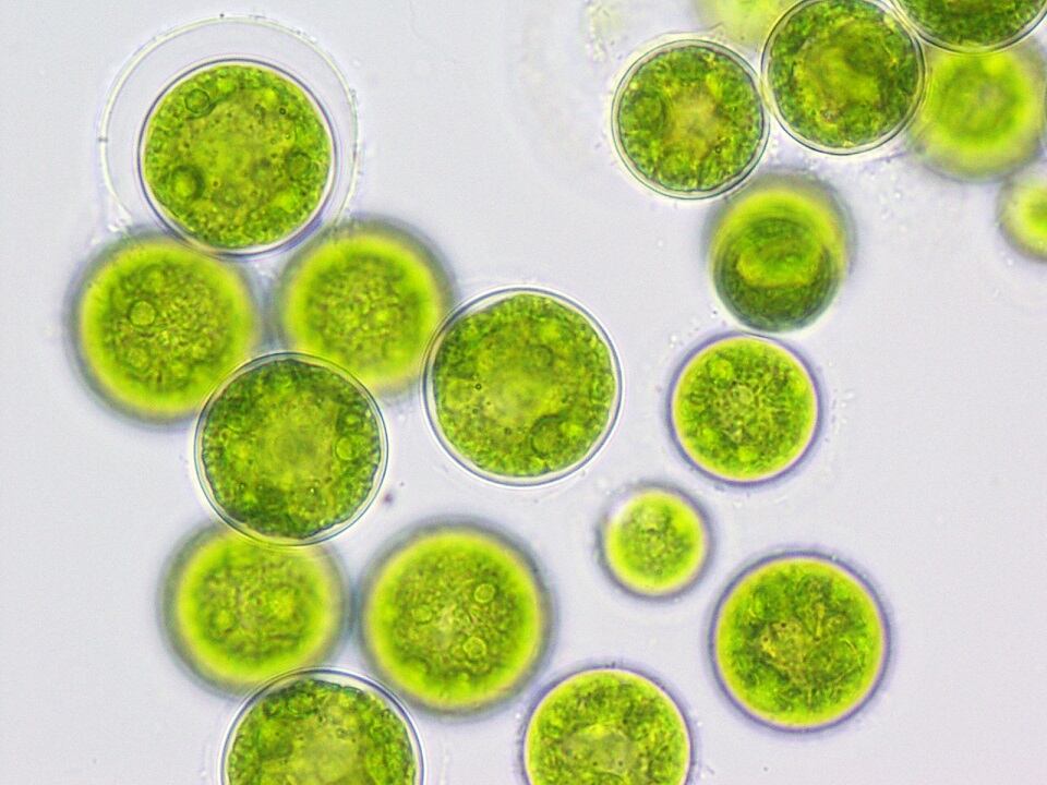 Algae-cells-Qualitas-only.jpg