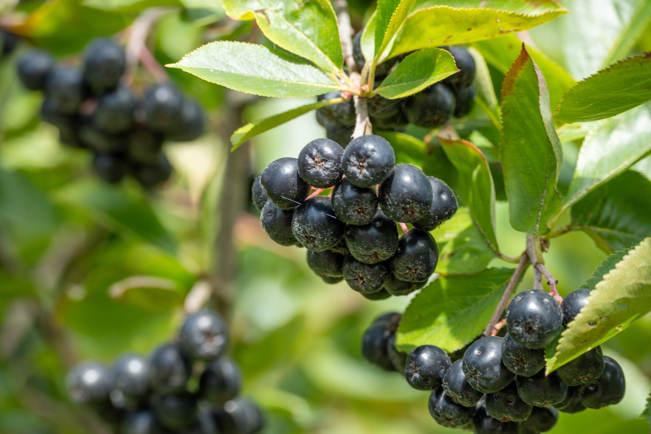 A close-up shot of aronia berries growing on a branch, surrounded by green leaves, with natural sunlight.