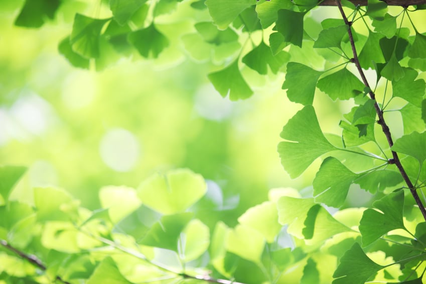 Ginkgo-C-fotohunter.jpg