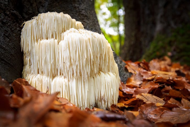Study examines acute effects of lion’s mane