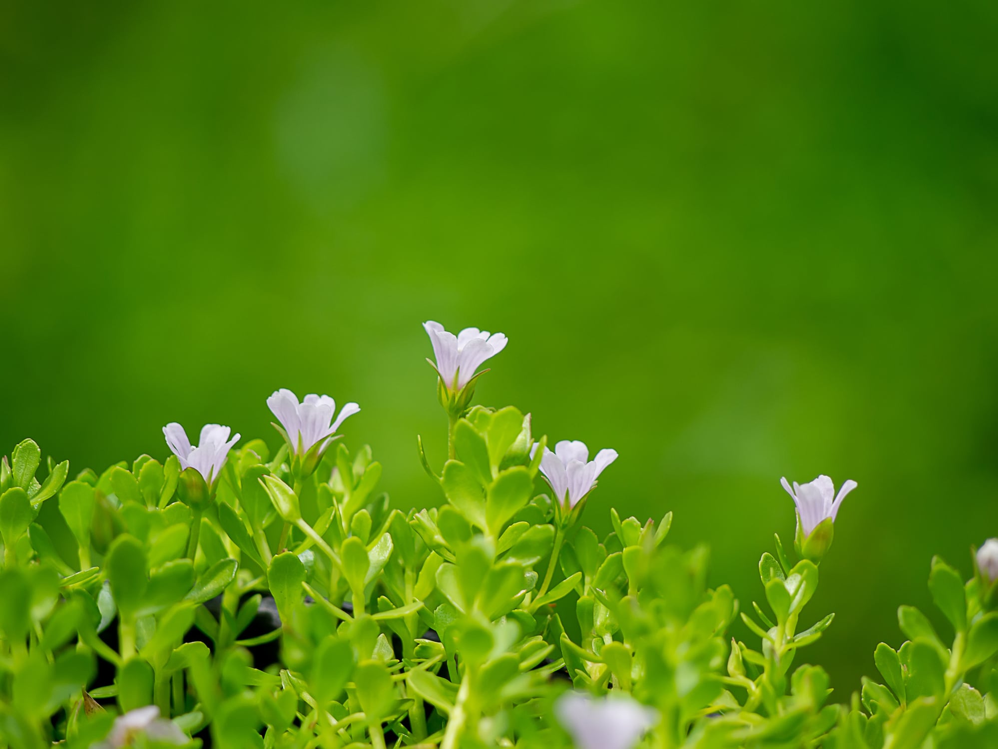 Review backs neuroprotective effects of Bacopa monnieri 