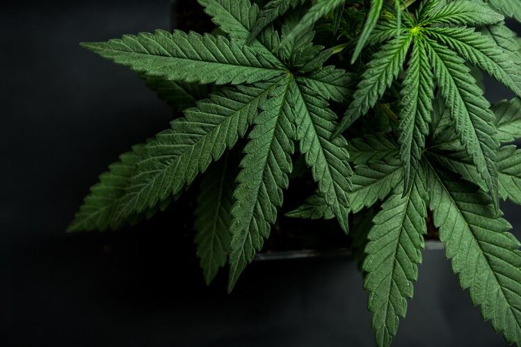 Iowa says CBD retail products still illegal in state pending federal regulatory clarification