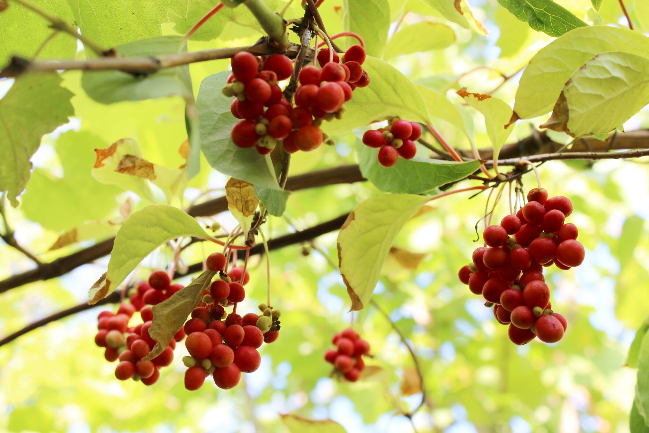 Schisandra-C-Getty-Images-alexmak72427.jpg