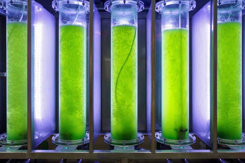 algae-protein-marine.jpg
