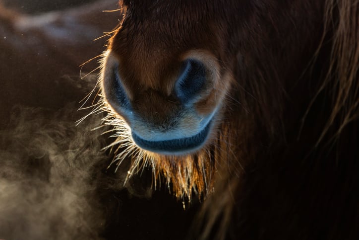 Purina and Natures Crops team up to develop equine supplements 