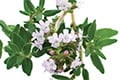 THYMOX – The EPO thyme extract