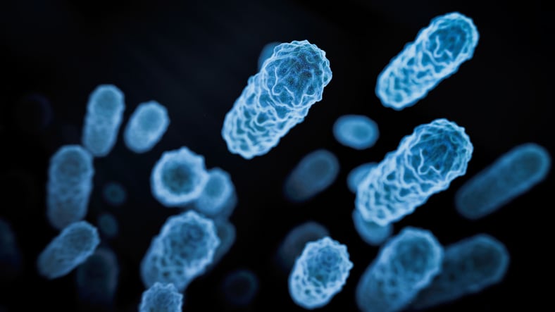 Probiotic may boost estrogen levels, provide menopause support: RCT