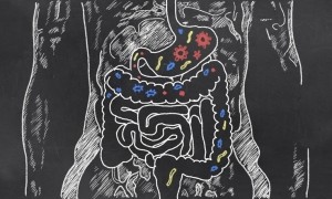 gut probiotic prebiotic iStock TLFurrer