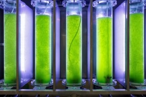 algae protein marine