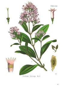 Cinchona_calisaya_-_Köhler–s_Medizinal-Pflanzen-179