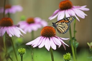 Echinacea and Monarch small © natureunleashednet