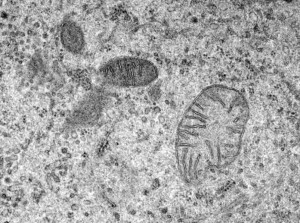 Mitochondria © Dlumen