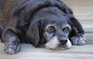 Old dog pets © iStock Atlantagreg