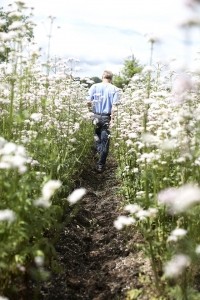 Ric walking in field with white flowers