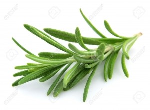 8865331-Twig-of-rosemary-on-a-white-background-Stock-Photo-rosemary-plant-isolated