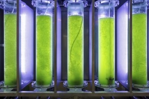 Algae bioreactor © Getty Images Toa55