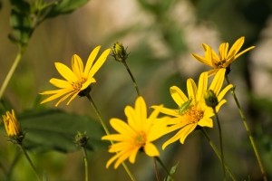 Arnica © Getty Images Grabara_Photography