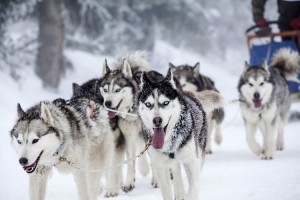 Huskies Sled dogs © Getty Images 8213erika