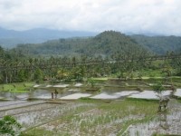Rice-field-Bali-RiceBran-Technologies