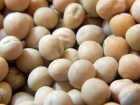 Dried field peas, World Food Processing, PURISPea protein