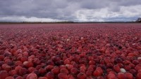 Crannberry-v10, fields up close, www.crannaturelle.ca